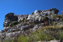 Oldenburgia paradoxa