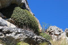 Oldenburgia paradoxa