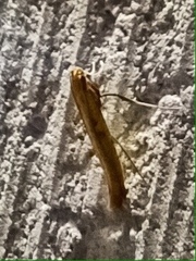 Caloptilia populetorum