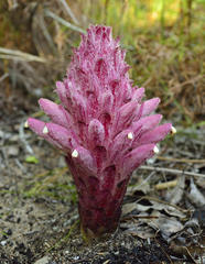 Hyobanche robusta