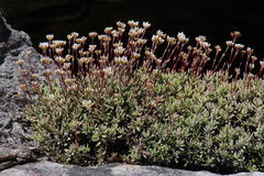 Crassula biplanata