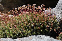 Crassula biplanata