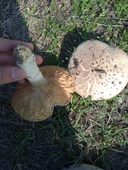 Saproamanita vittadinii