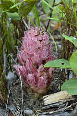 Hyobanche robusta