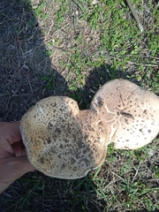 Saproamanita vittadinii