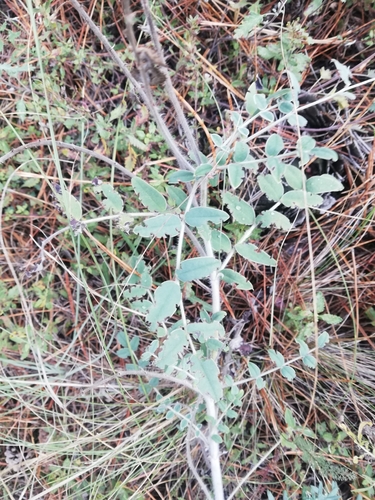 Onobrychis pallasii (Onobrychis pallasii)