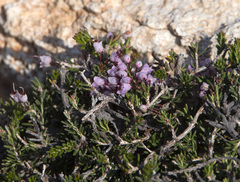 Erica manipuliflora