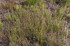 Hypodiscus willdenowia