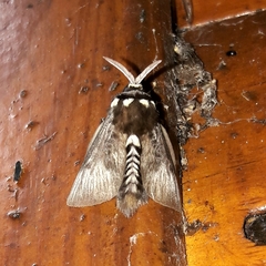 Megalopyge braulio