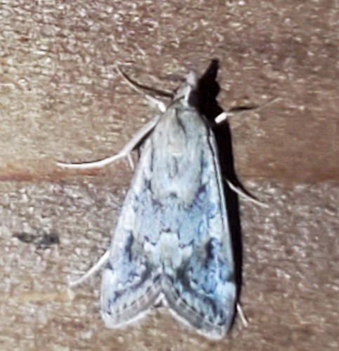 Wolfberry Loxostege Moth photo 5