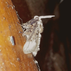 Megalopyge braulio