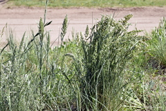 Poa ligularis