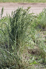 Poa ligularis