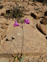 Ixia latifolia
