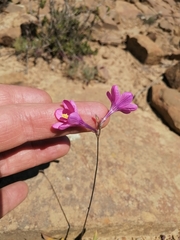 Ixia latifolia