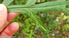Liriomyza ptarmicae