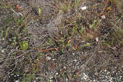 Trachyandra muricata