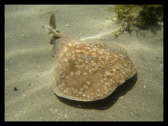 Leopard Torpedo photo 4