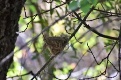Terpsiphone paradisi leucogaster