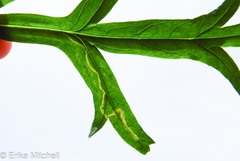 Liriomyza ptarmicae