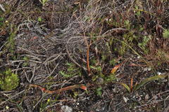 Trachyandra muricata