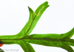 Liriomyza ptarmicae