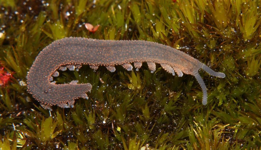 Southern blue velvet worm