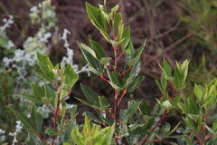 Searsia tomentosa