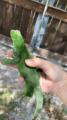 Iguana iguana