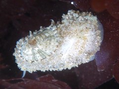 Diodorinae