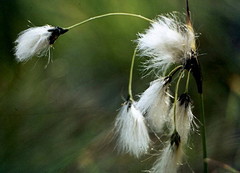 Eriophorum latifolium