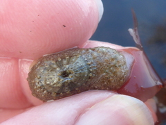 Diodorinae