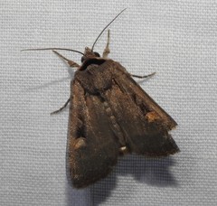 Adelphagrotis indeterminata