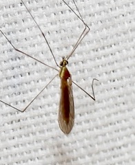 Gonomyia