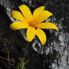 Osteospermum polygaloides polygaloides