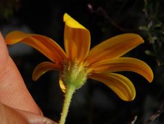 Osteospermum polygaloides polygaloides