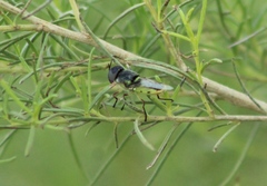 Hedriodiscus truquii