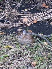 Sylvilagus floridanus