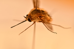Bombylius minor