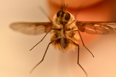 Bombylius minor