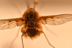 Bombylius minor