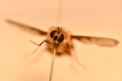 Bombylius minor