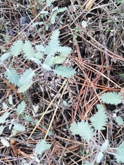 Scutellaria orientalis