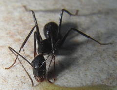 Camponotus natalensis