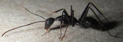 Camponotus natalensis
