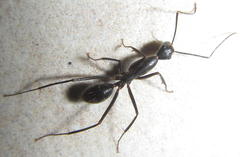 Camponotus natalensis