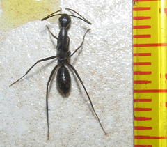 Camponotus natalensis