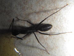 Camponotus natalensis