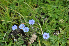 Gentiana crassuloides curviphylla