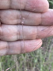 Muhlenbergia capillaris var. capillaris image